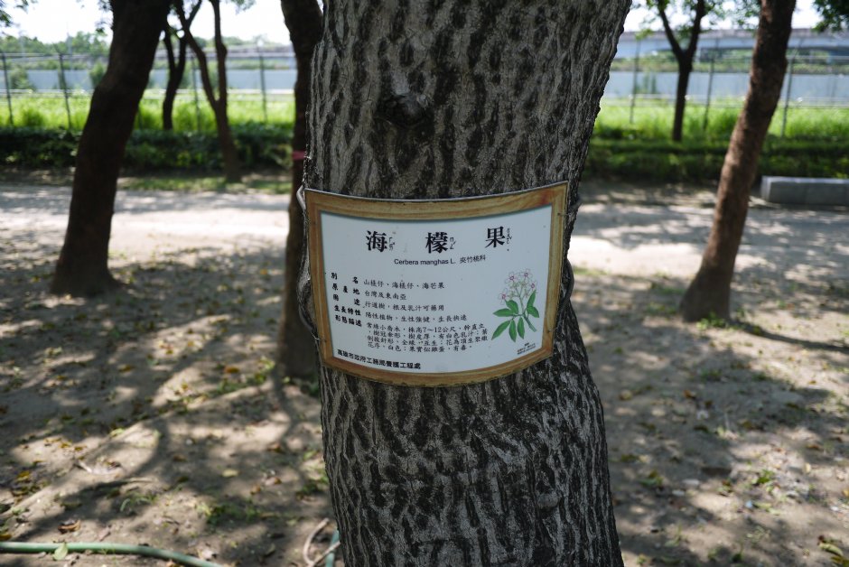 原生植物園 攝影：三井