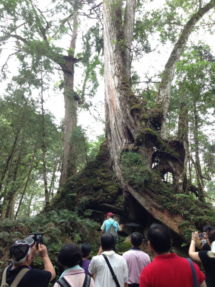 棲蘭神木園 攝影：陳皮梅