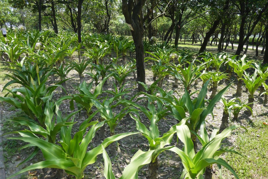 原生植物園 攝影：三井