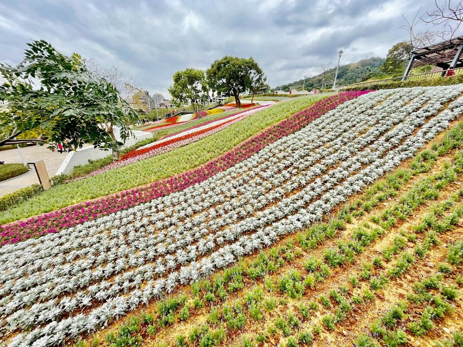 北投社三層崎公園大片花海被譽為台版富良野 攝影：Eva隨手拍