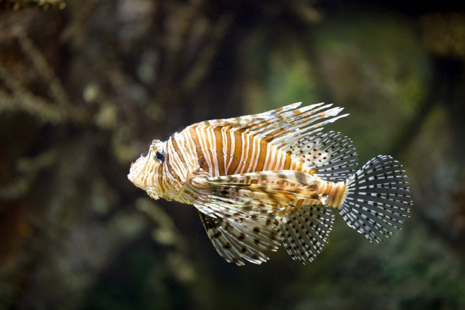 澎湖水族館獅子魚 攝影：澎湖水族館