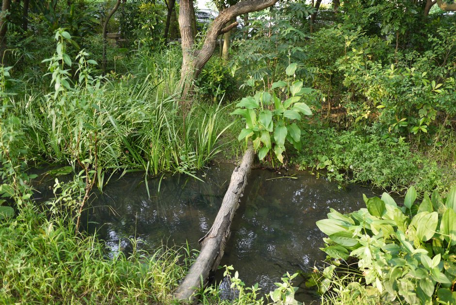 鳥松濕地公園 攝影：三井