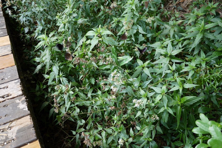 翩翩飛舞紫斑蝶 攝影：三個井