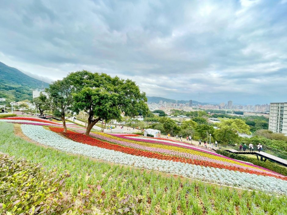 北投社三層崎公園大片花海被譽為台版富良野 攝影：Eva隨手拍