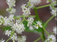 小白花<br/> 攝影：老山羊