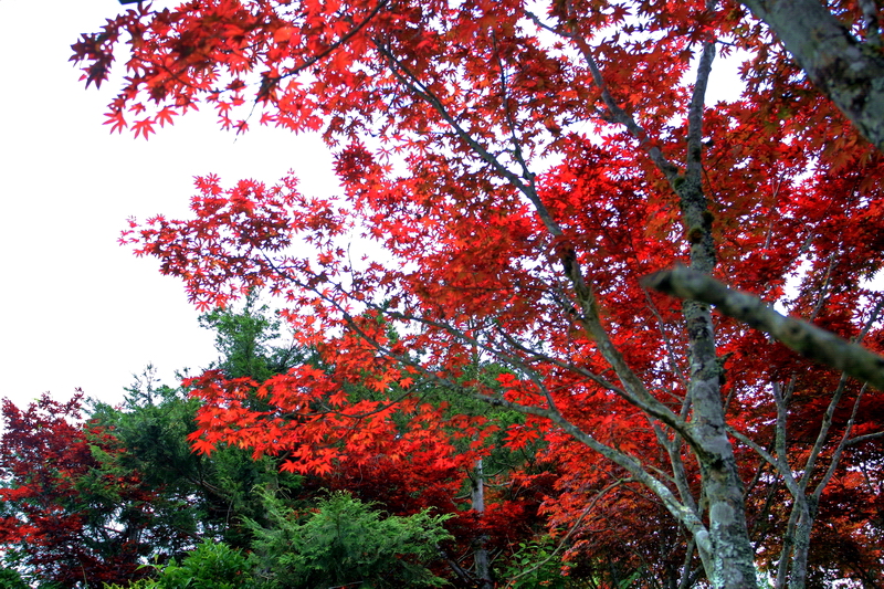 火紅槭樹 攝影：陳銘祥