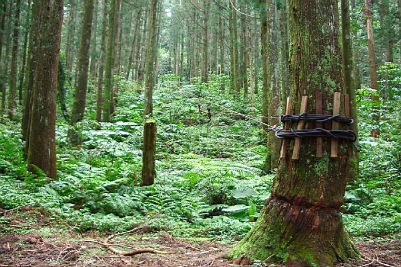 林木景觀 攝影：老山羊部落格