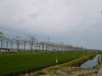 綿延數公里的林初埤木棉花道<br/> 攝影：旅遊王攝影組