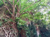 龍騰斷橋南段<br/> 攝影：Eva隨手拍