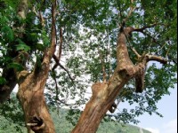 九芎<br/> 攝影：山林悠遊網 / 花蓮林管處 提供