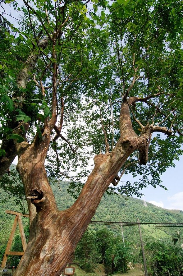 九芎 攝影：山林悠遊網 / 花蓮林管處 提供