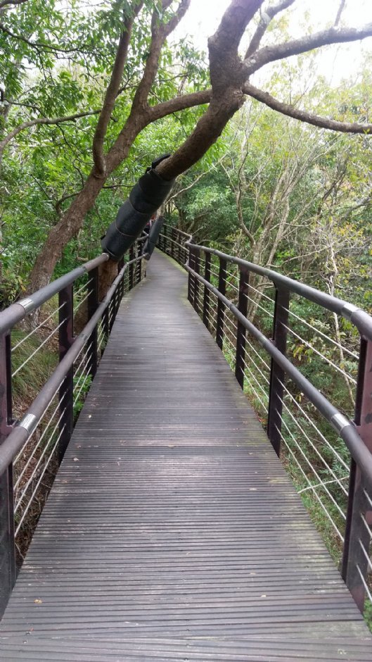 巴陵古道生態園區步道 攝影：Eva隨手拍