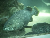 澎湖水族館生態<br/> 攝影：澎湖水族館