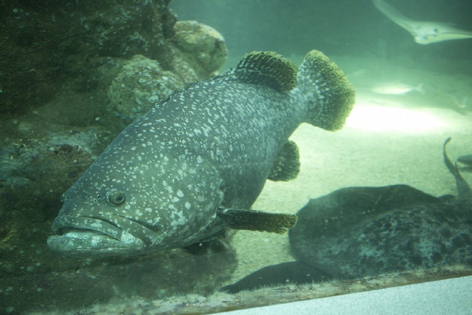 澎湖水族館生態 攝影：澎湖水族館