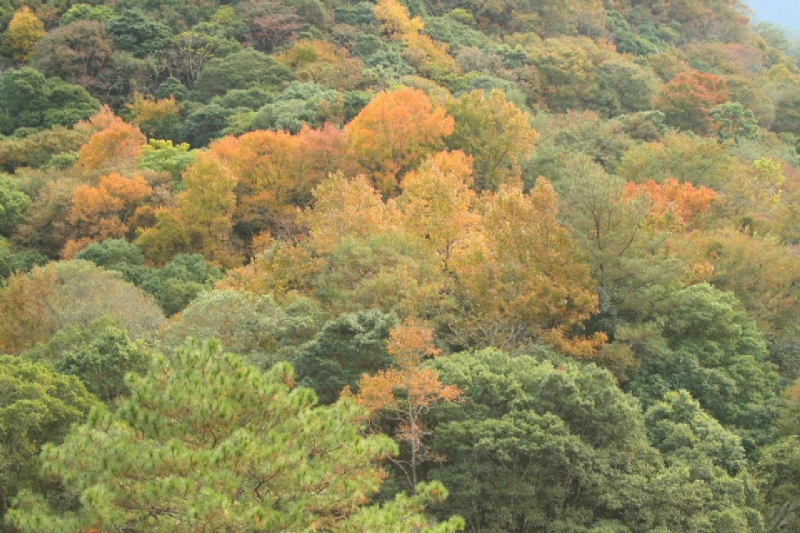 落葉樹森林景觀 攝影：老山羊部落格