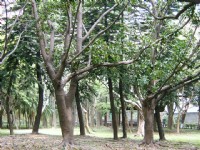 翠綠樹群美景<br/> 攝影：曾婉玲