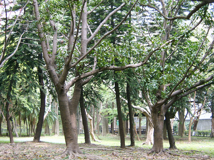 翠綠樹群美景 攝影：曾婉玲
