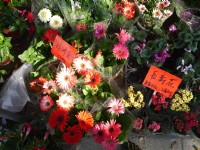 勞工公園假日花市<br/> 攝影：三井