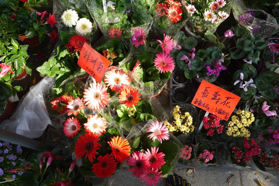 勞工公園假日花市 攝影：三井
