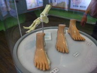 不同足型分類<br/> 攝影：小正正
