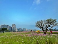 美堤河濱公園(2021年花海)<br/> 攝影：Eva隨手拍