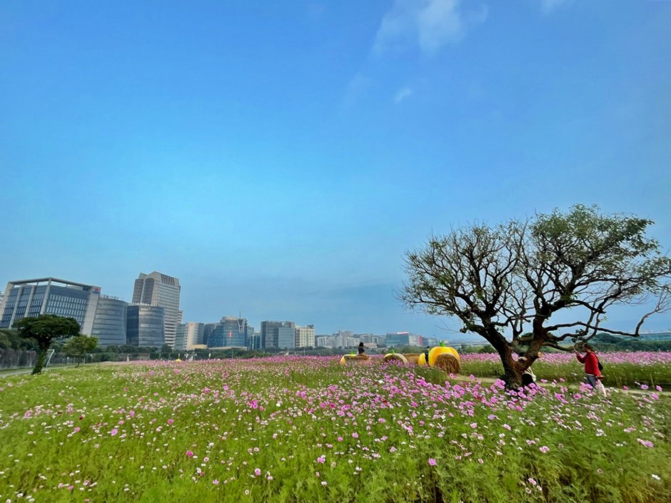 美堤河濱公園(2021年花海) 攝影：Eva隨手拍