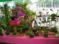 小巧的造景植物<br/> 攝影：amo