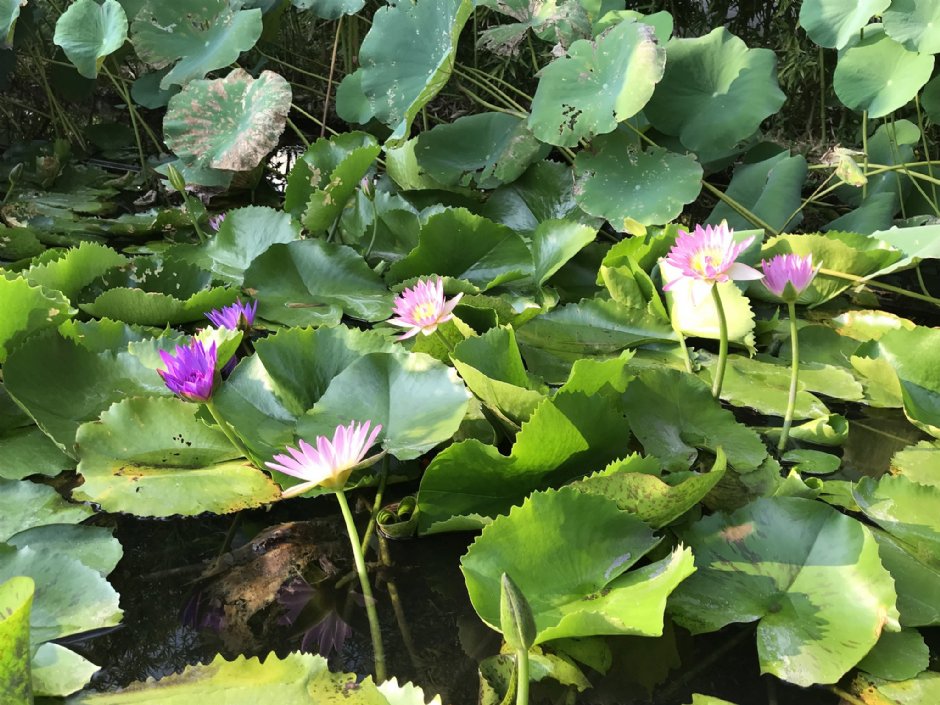 曼菲蓮花池 攝影：陳皮梅