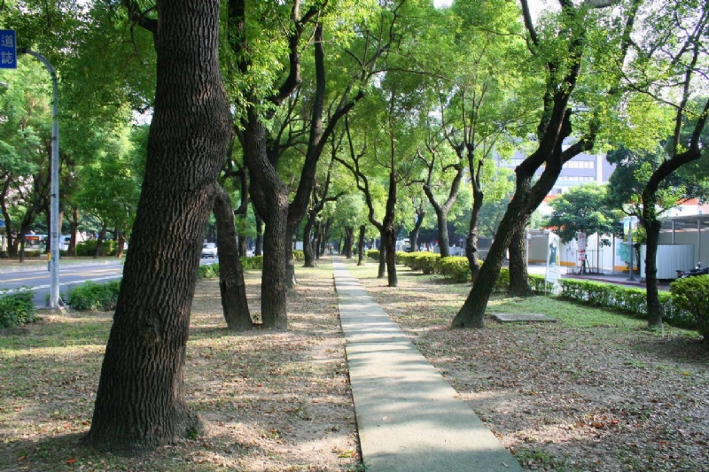 敦化北路的樟樹安全島 攝影：老山羊部落格