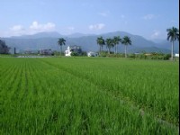 綠油油<br/> 攝影：老山羊部落格