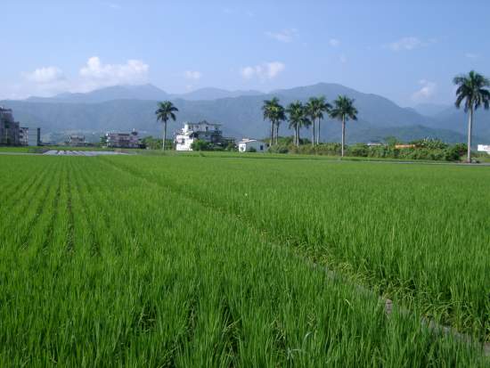綠油油 攝影：老山羊部落格