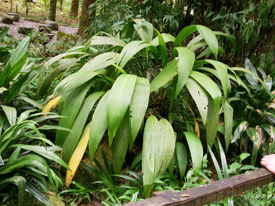 颱風草 攝影：Eva隨手拍
