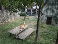 獅園-20131229<br/> 攝影：三井