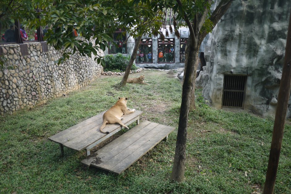 獅園-20131229 攝影：三井