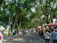 古坑綠色隧道<br/> 攝影：meiyin