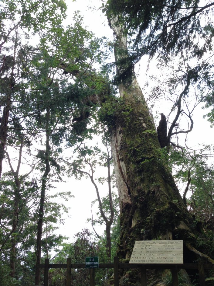 中國歷代神木園區(棲蘭神木園) 攝影：陳皮梅