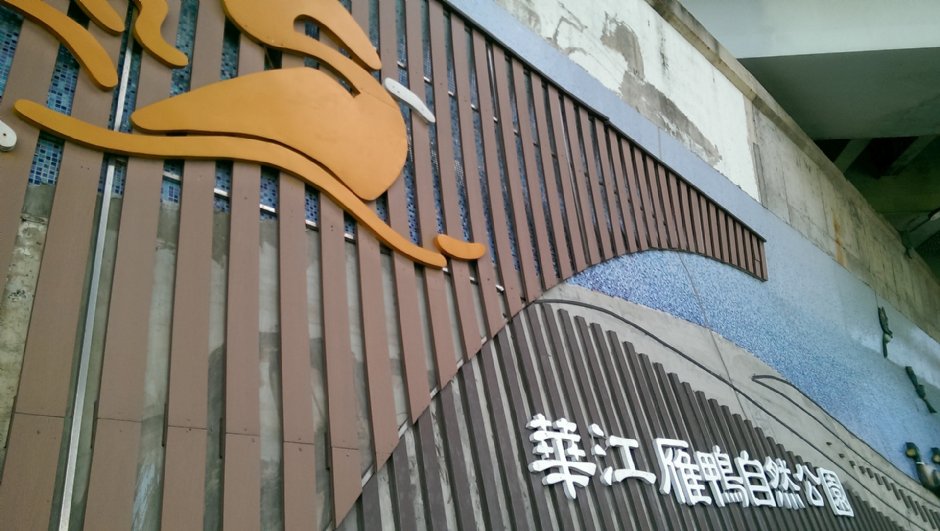 華江雁鴨自然公園 攝影：Eva隨手拍