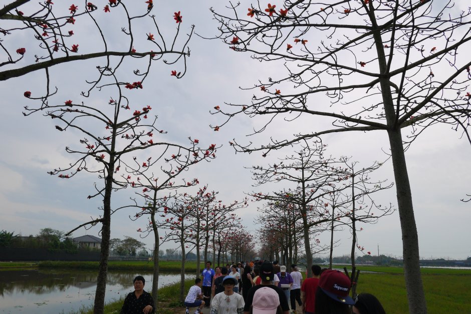 林初埤木棉花道 攝影：旅遊王攝影組