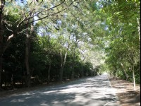 武陵綠色隧道<br/> 攝影：旅遊王攝影組