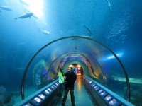 澎湖水族館海洋隧道<br/> 攝影：澎湖水族館