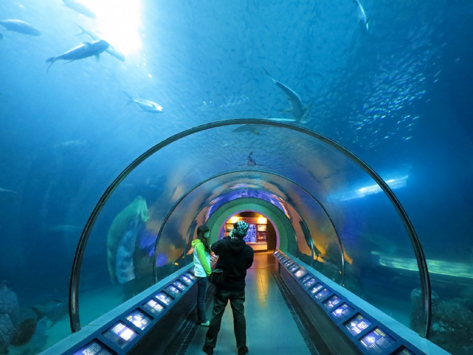 澎湖水族館海洋隧道 攝影：澎湖水族館