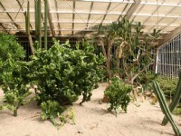 各種仙人掌植物<br/> 攝影：老山羊部落格