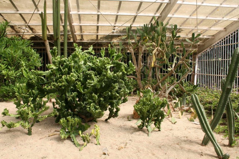 各種仙人掌植物 攝影：老山羊部落格