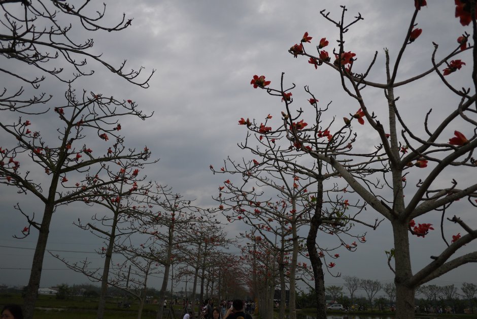 林初埤木棉花道 攝影：旅遊王攝影組