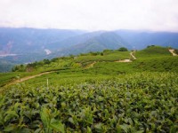 寶山茶園步道