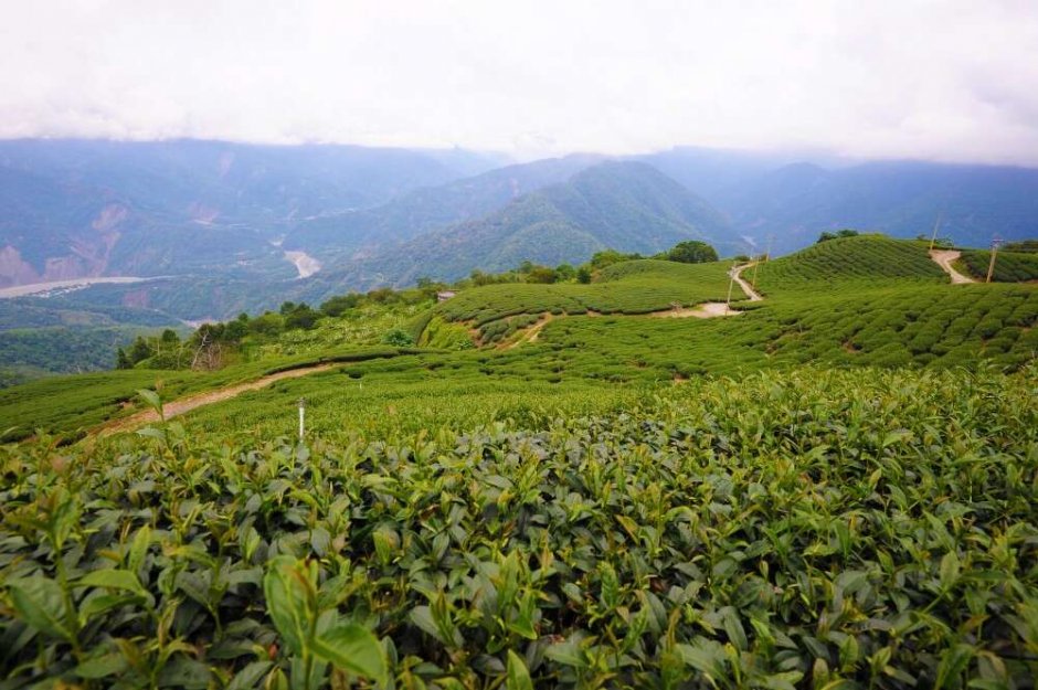 藤枝櫻花原生茶園 攝影：照片來源_高雄旅遊網