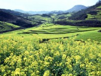 羅平油菜花二<br/> 攝影：金漢妮旅行社
