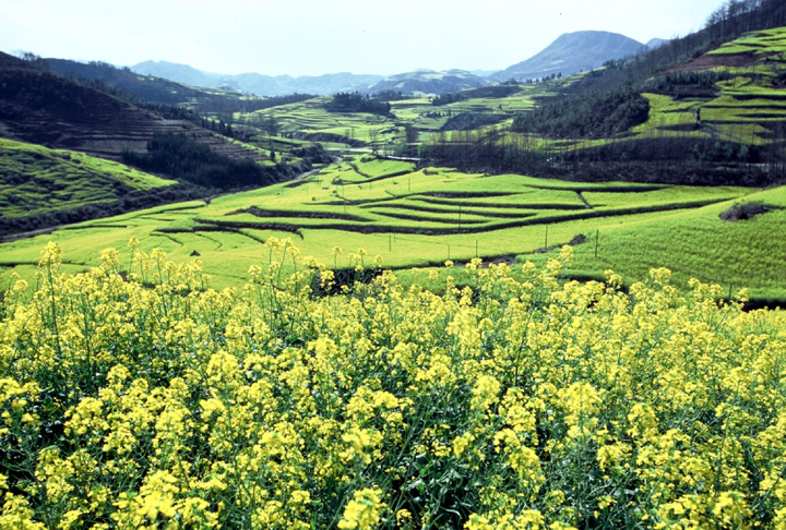 羅平油菜花二 攝影：金漢妮旅行社