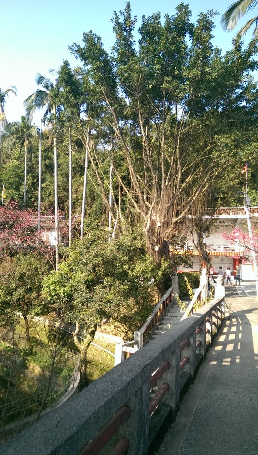 基隆中正公園賞櫻 攝影：Eva隨手拍