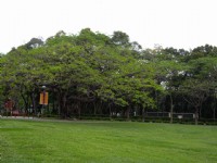 特殊樹林景觀<br/> 攝影：老山羊部落格